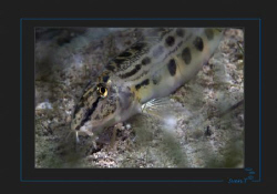 "Shy"  Spined Loach (Cobitis taenia) by Sven Tramaux 